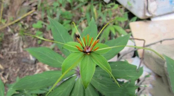 蛇最怕什么植物和花草，4大蛇闻到就跑的植物排名