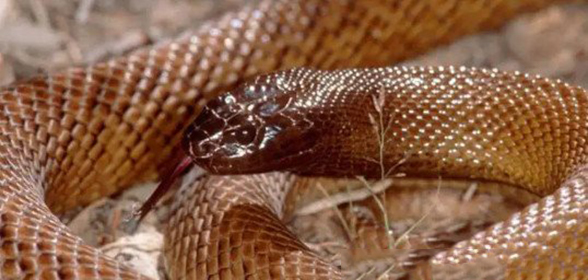 世界十大最毒的蛇排名，第一毒性是眼镜王蛇20倍