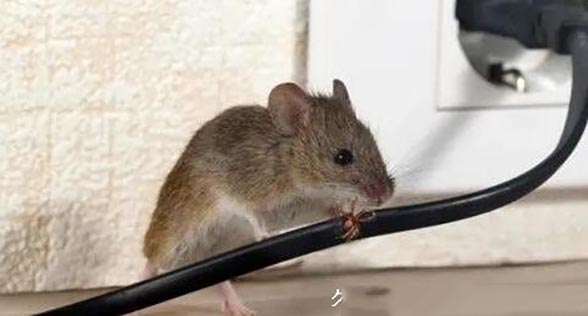 老鼠在家里怎么赶走，风油精/鼠见愁等5种方法有效驱赶