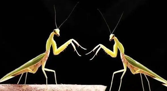 螳螂繁衍后代为什么要吃配偶，取决于母螳螂饿不饿(和繁衍无关)