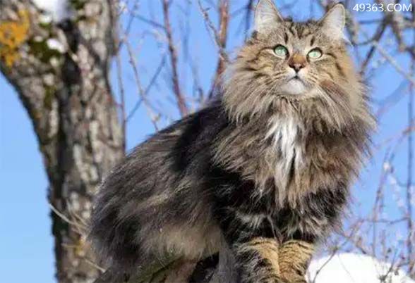 挪威森林猫多少钱一只,挪威森林猫日常饲养（最耐寒的猫）