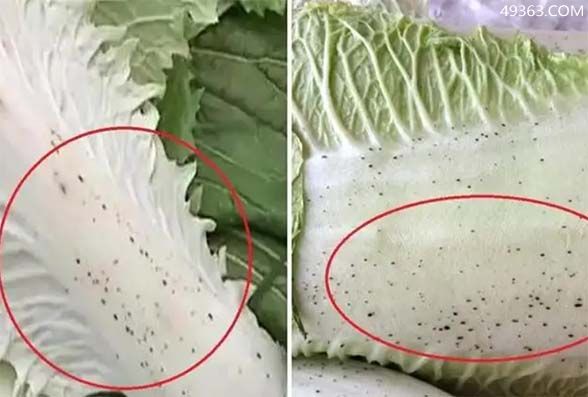 白菜小黑点的形成原因