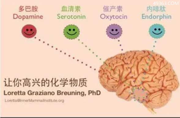 内啡肽跟多巴胺的区别,相对于多巴胺我更喜欢内啡肽
