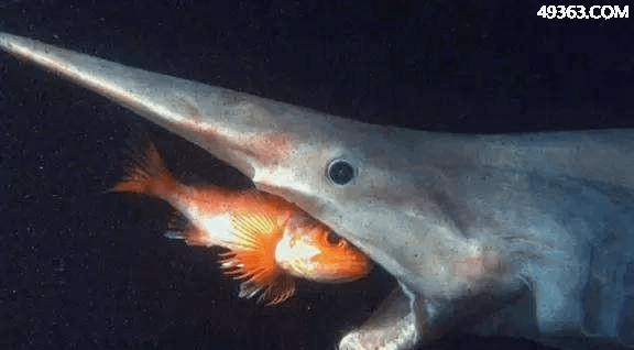 哥布林鲨鱼图片（长得最丑的生物之一哥布林鲨） 