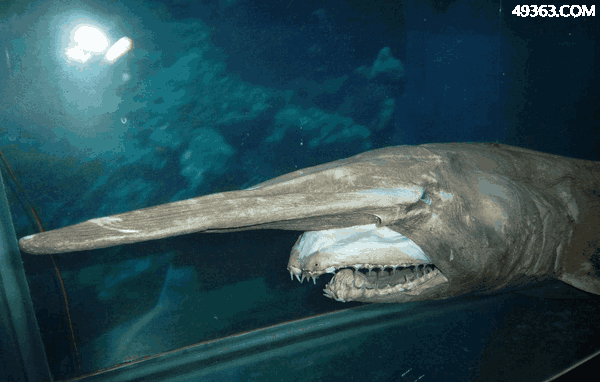 哥布林鲨鱼图片（长得最丑的生物之一哥布林鲨） 