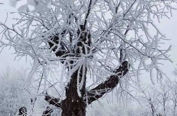 江山如此多娇，引无数英雄竞折腰全诗（毛主席的《沁园春·雪》赏析）