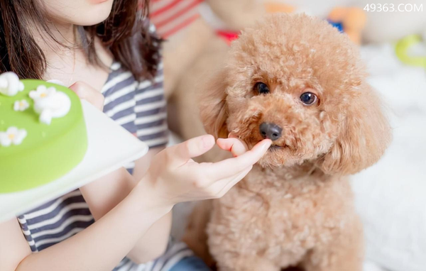 泰迪三样不能吃(泰迪犬能吃的和不能吃的饮食清单)