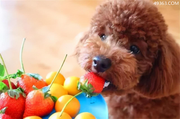 泰迪三样不能吃(泰迪犬能吃的和不能吃的饮食清单)