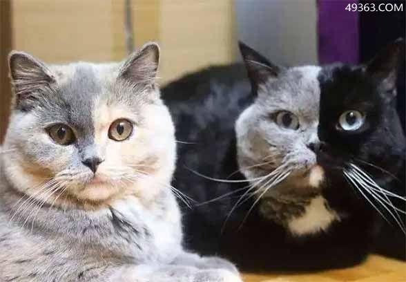 阴阳脸猫咪之谜(阴阳脸猫能不能养)