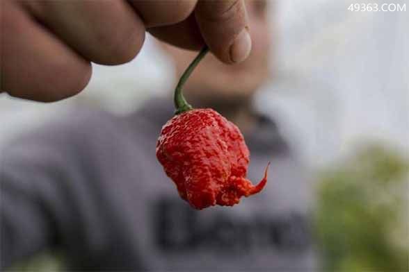 卡罗莱纳死神辣椒