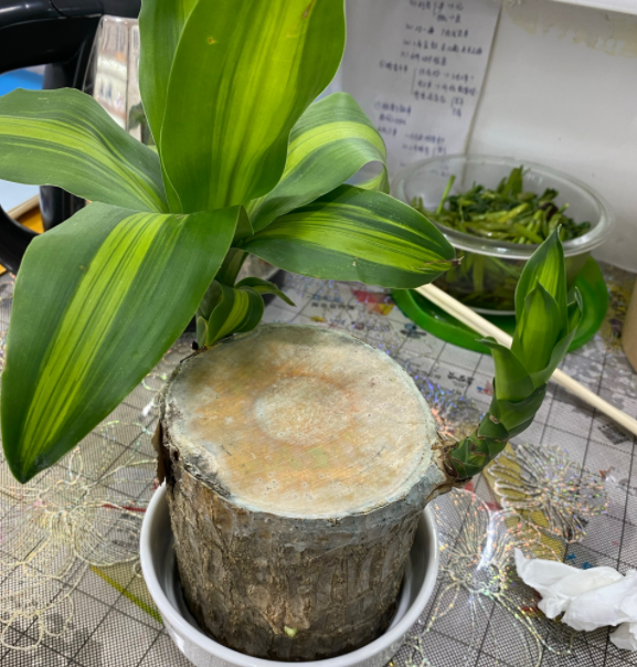 巴西木怎么水培变土培(巴西木土培好还是水培好)