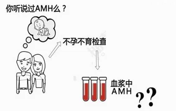 amh是什么检查项目