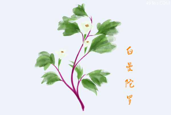 世界上最毒的毒花