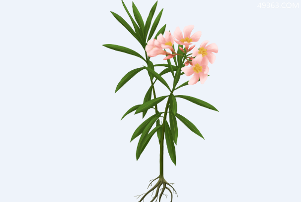 世界上最毒的毒花