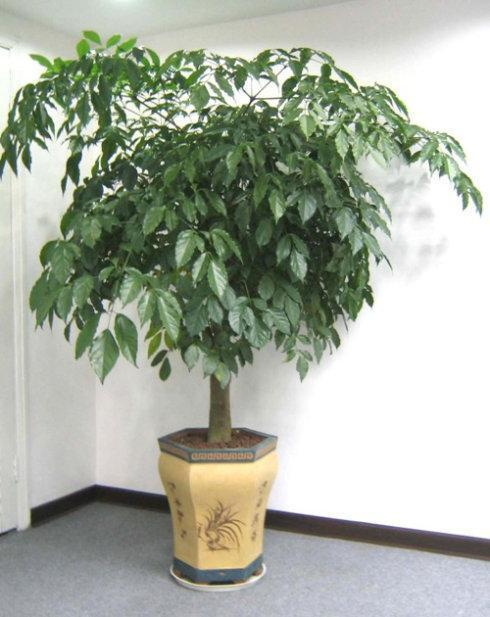 客厅最旺宅的大型植物(推荐4种适合客厅摆放的花)