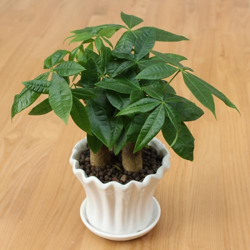 客厅最旺宅的大型植物(推荐4种适合客厅摆放的花)