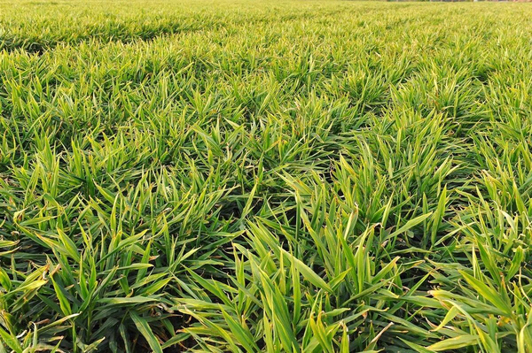 生姜什么时候种植最合适(生姜种植时间和方法)