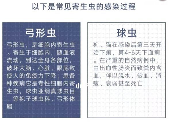 如何预防弓形虫！