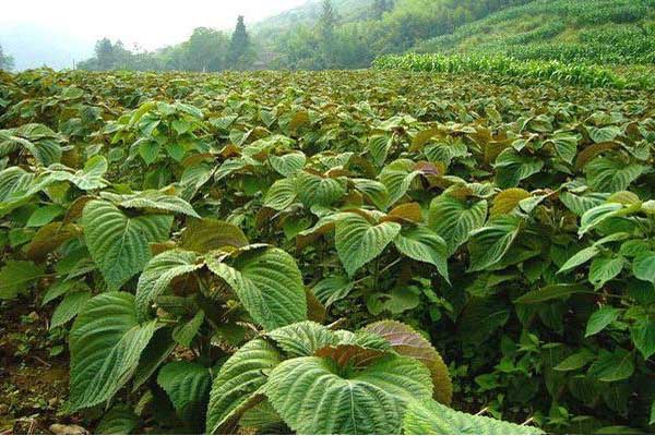 屠苏草是什么植物