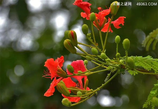 凤凰花是什么花