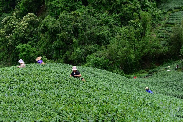 播种最好是在哪个节气（谷雨节气）