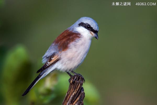 自带饭勺的小鸟是什么鸟?勺嘴鹬(全球极危物种之一)