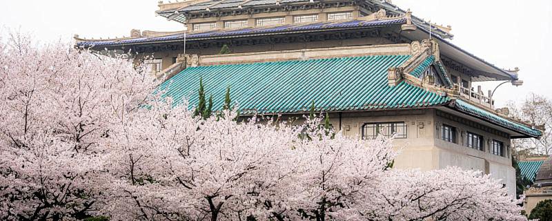 武汉樱花开放的季节是几月 樱花的花语是什么