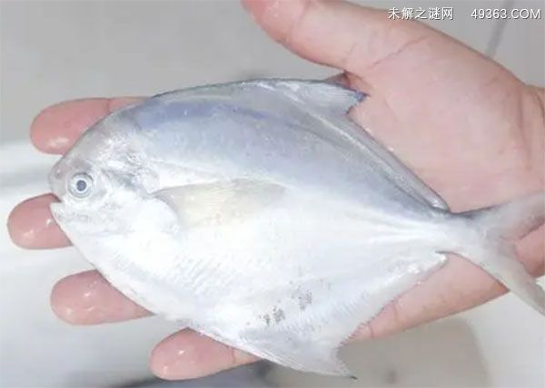 白鲳鱼和银鲳鱼有何不同