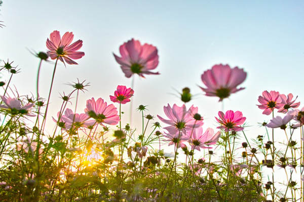 格桑花是什么花？花语和寓意有哪些？