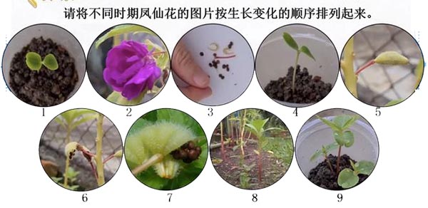 凤仙花的生长过程，功效与作用