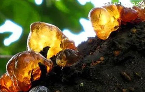 树脂是什么材料组成