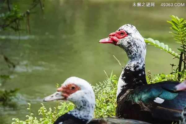 洋鸭是什么鸭?