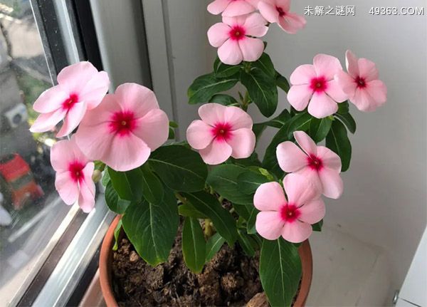 长春花是什么花?长春花怎么养