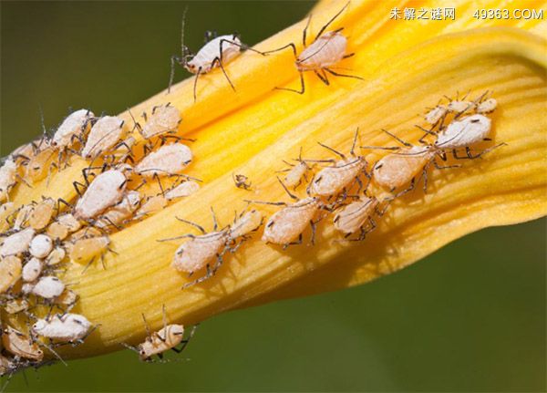 蚜虫的天敌是什么?
