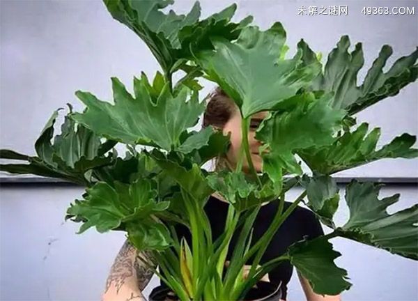 春羽为什么家里不能养