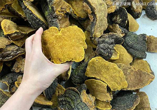 正宗桑黄去哪里买?桑黄哪里产得最好?