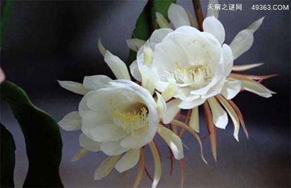 优昙花种植及药用功能如何?
