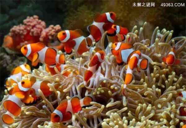小丑鱼主要种类六:透红小丑鱼