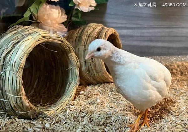 芦丁鸡为什么不建议养