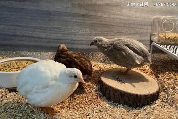 芦丁鸡为什么不建议养