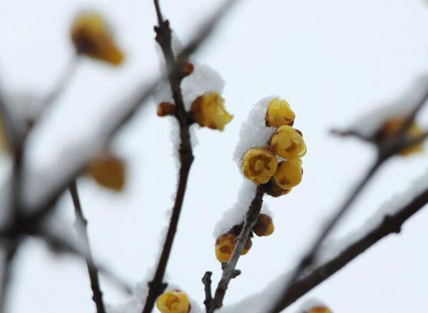 腊梅花语是什么？花期有多长