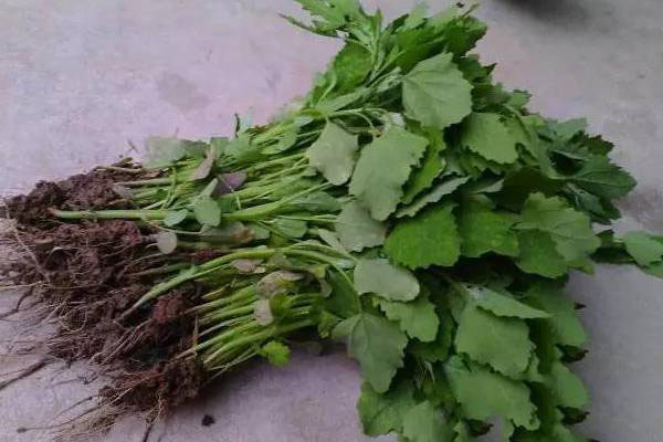 灰菜有什么功效作用？
