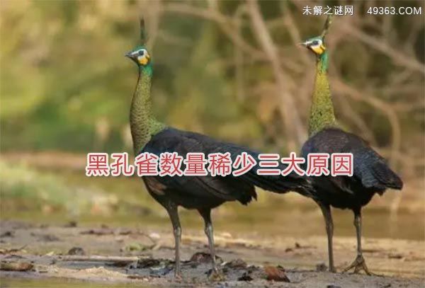 黑孔雀数量稀少三大原因