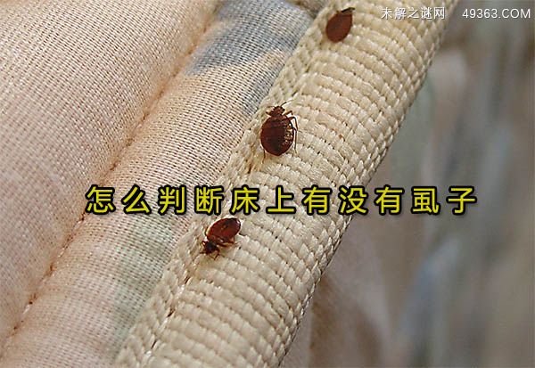 怎么判断床上有没有虱子