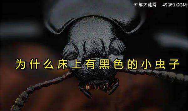 为什么床上有黑色的小虫子