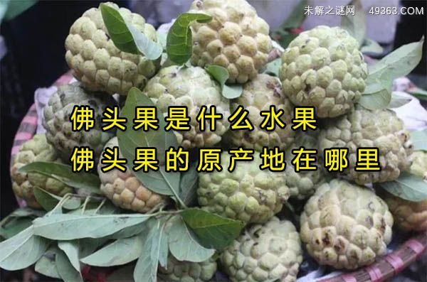 佛头果是什么水果,佛头果的原产地在哪里
