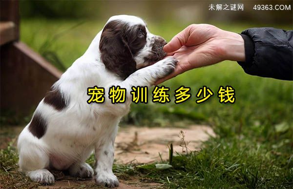 宠物训练多少钱