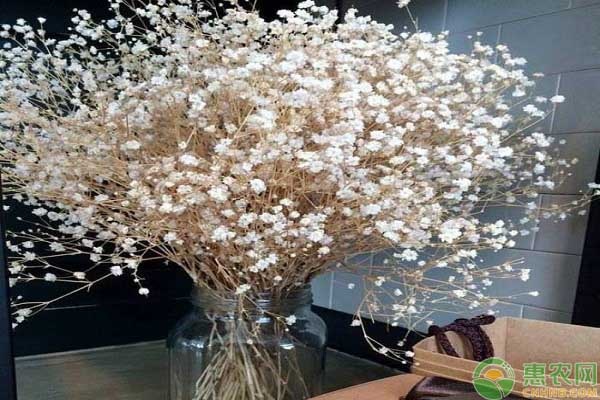 满天星花的产地以及品种