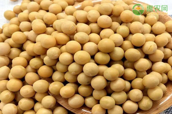 毛豆和黄豆是同一种东西吗