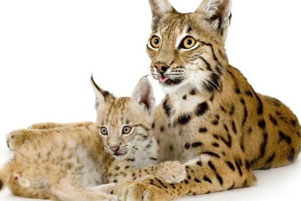 猞猁可以养吗（不能家养）二级野生保护动物